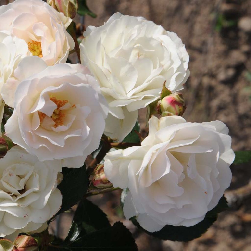 Rosa x polyantha Bordure Blanche - Polyantha Rose