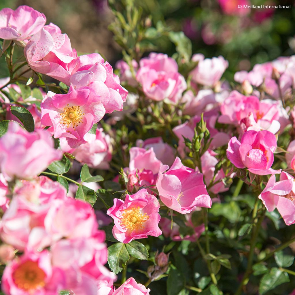 Rosa x polyantha Friendly 'Pink Meissalu' - Polyantha Rose