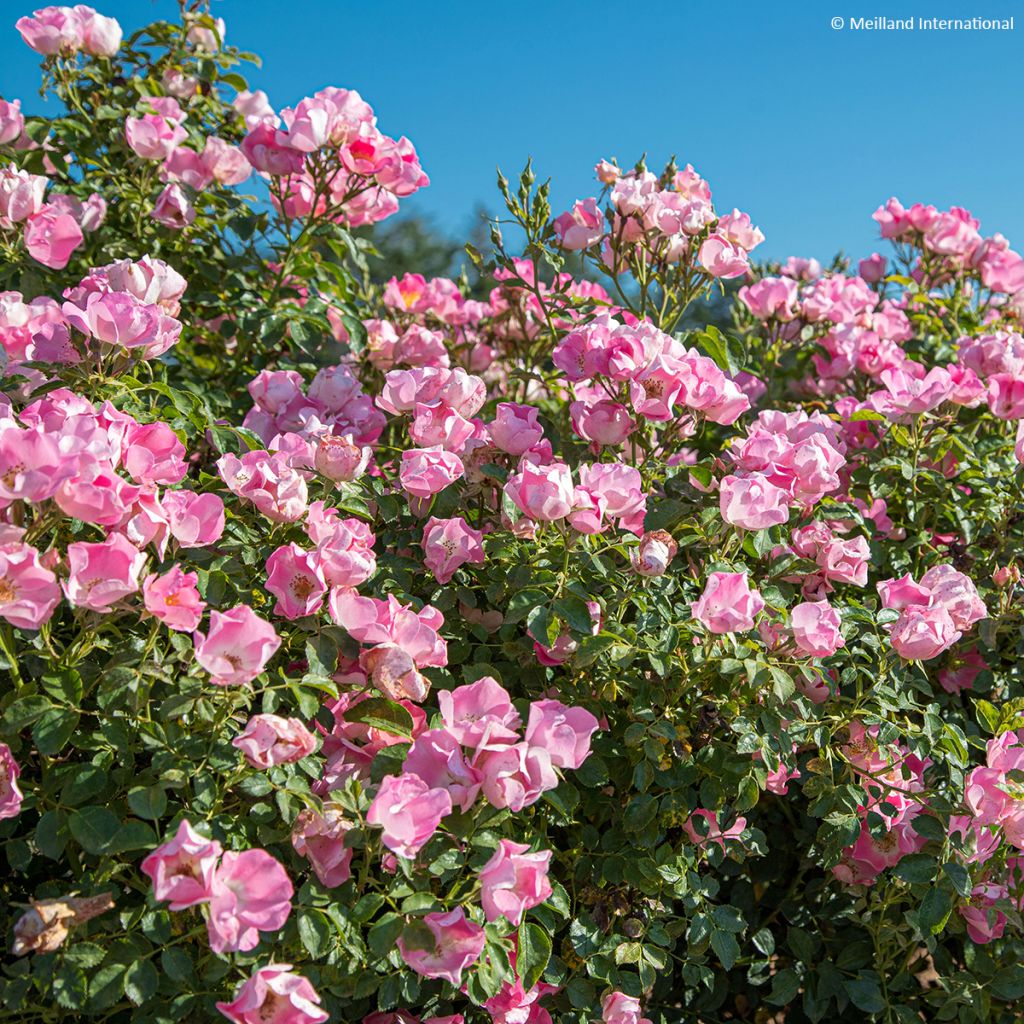 Rosa x polyantha Friendly 'Pink Meissalu' - Polyantha Rose
