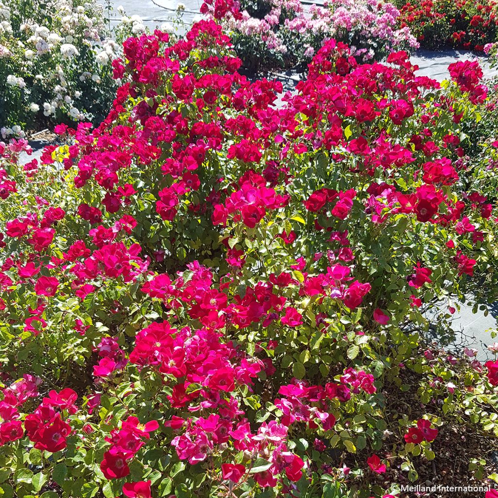 Rosa x polyantha Friendly 'Red Meiariba' - Polyantha Rose