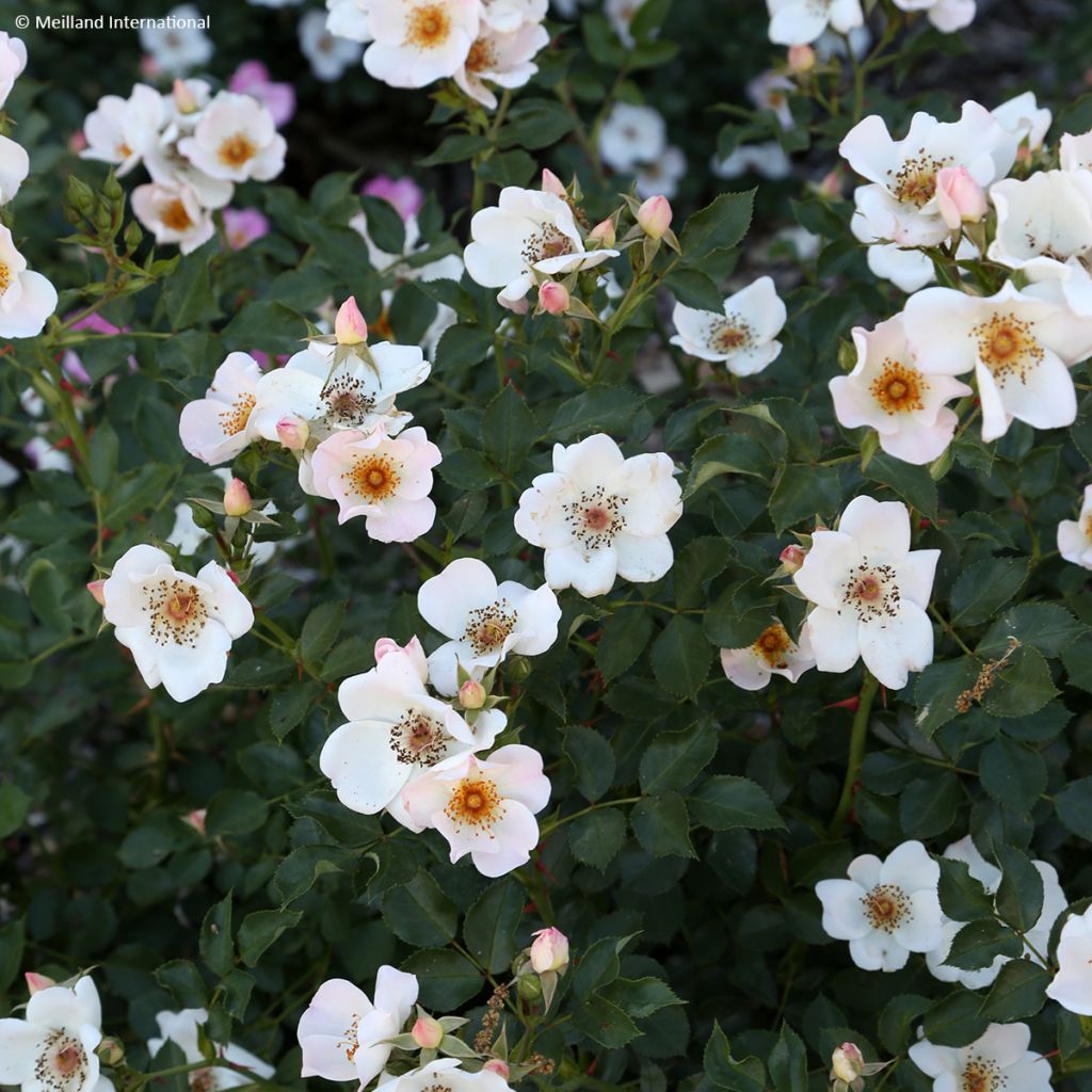 Rosa polyantha 'Sweet Meinatope' - Polyantha Rose