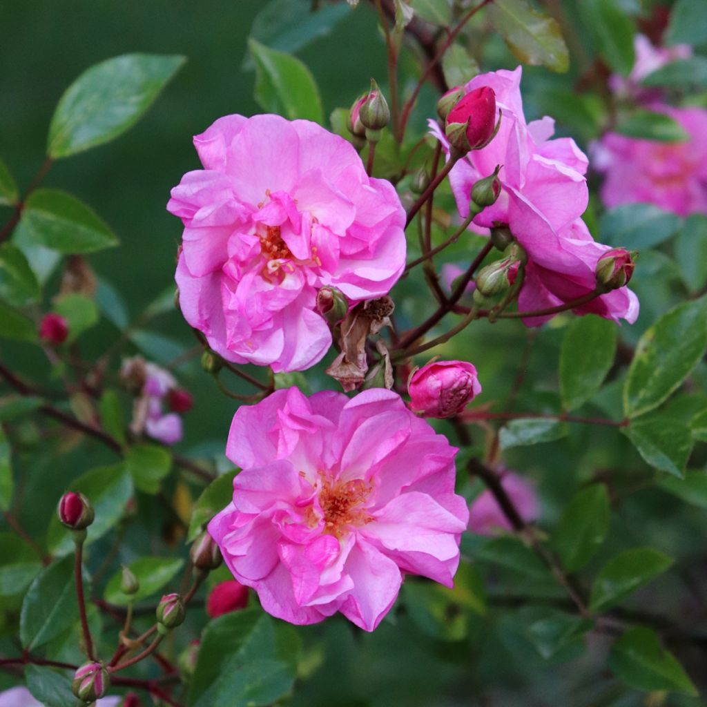 Rosa Louis Blériot - Rosier paysager