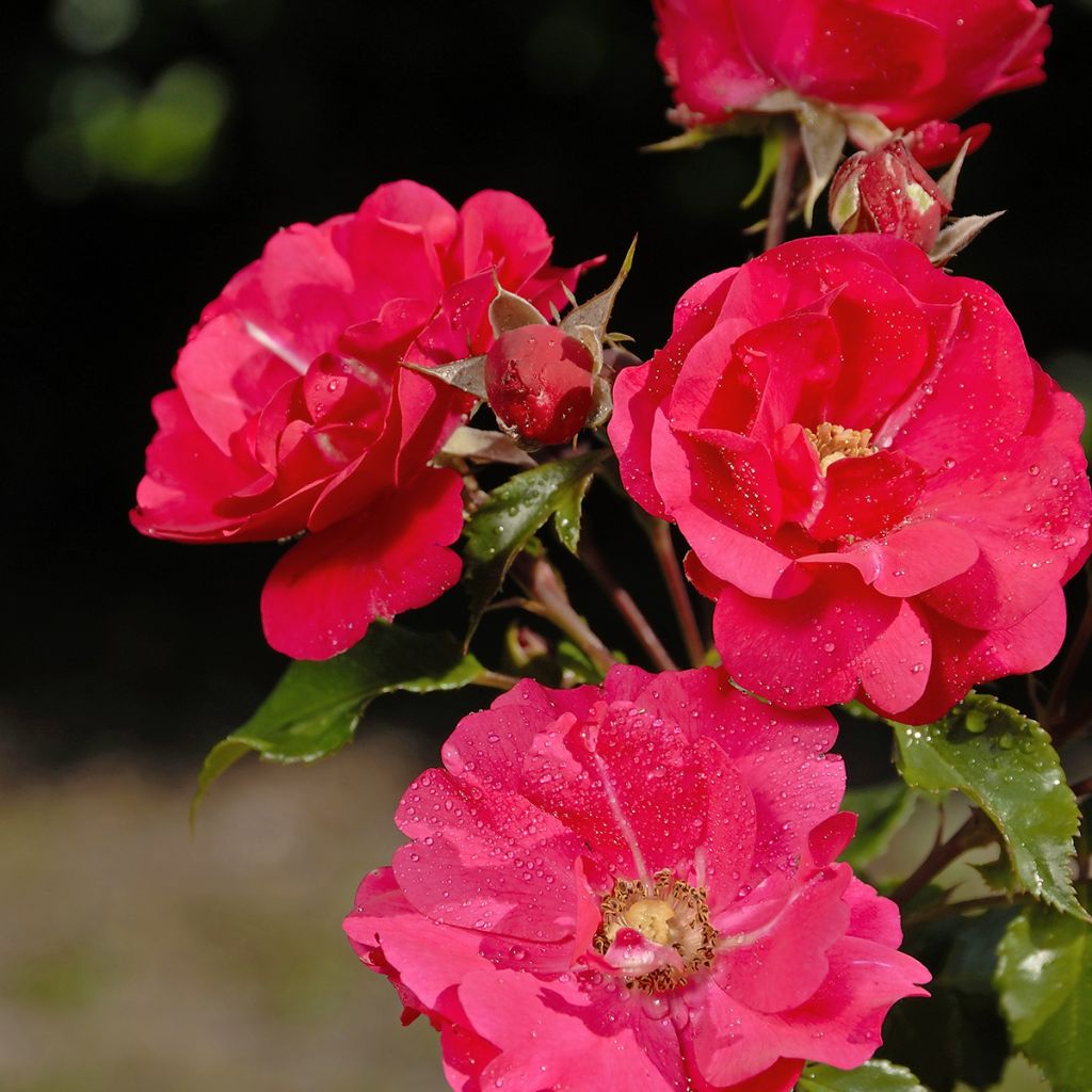 Rosa x floribunda PATIO ROSE Xenia - Floribunda Rose
