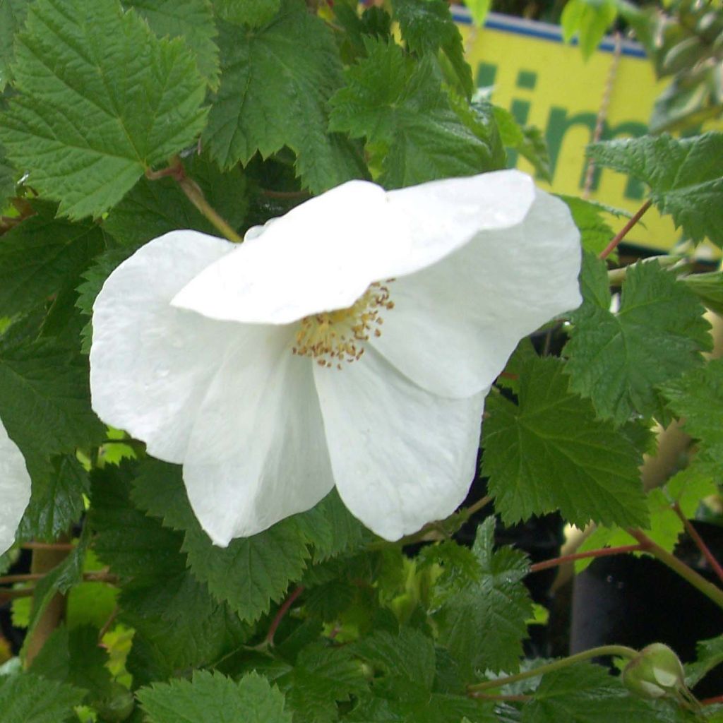 Rubus Benenden - Ronce d'ornement.