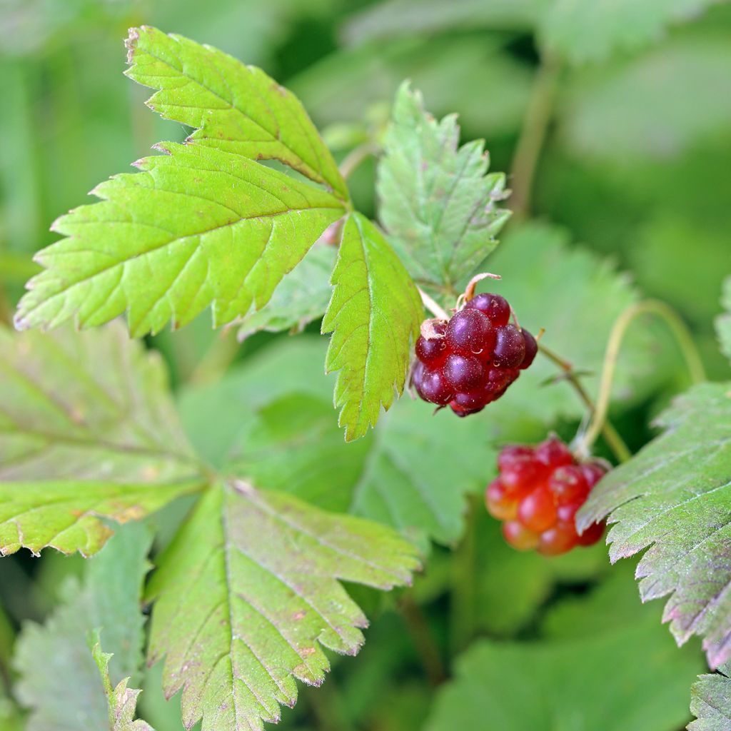 Rubus arcticus Beata