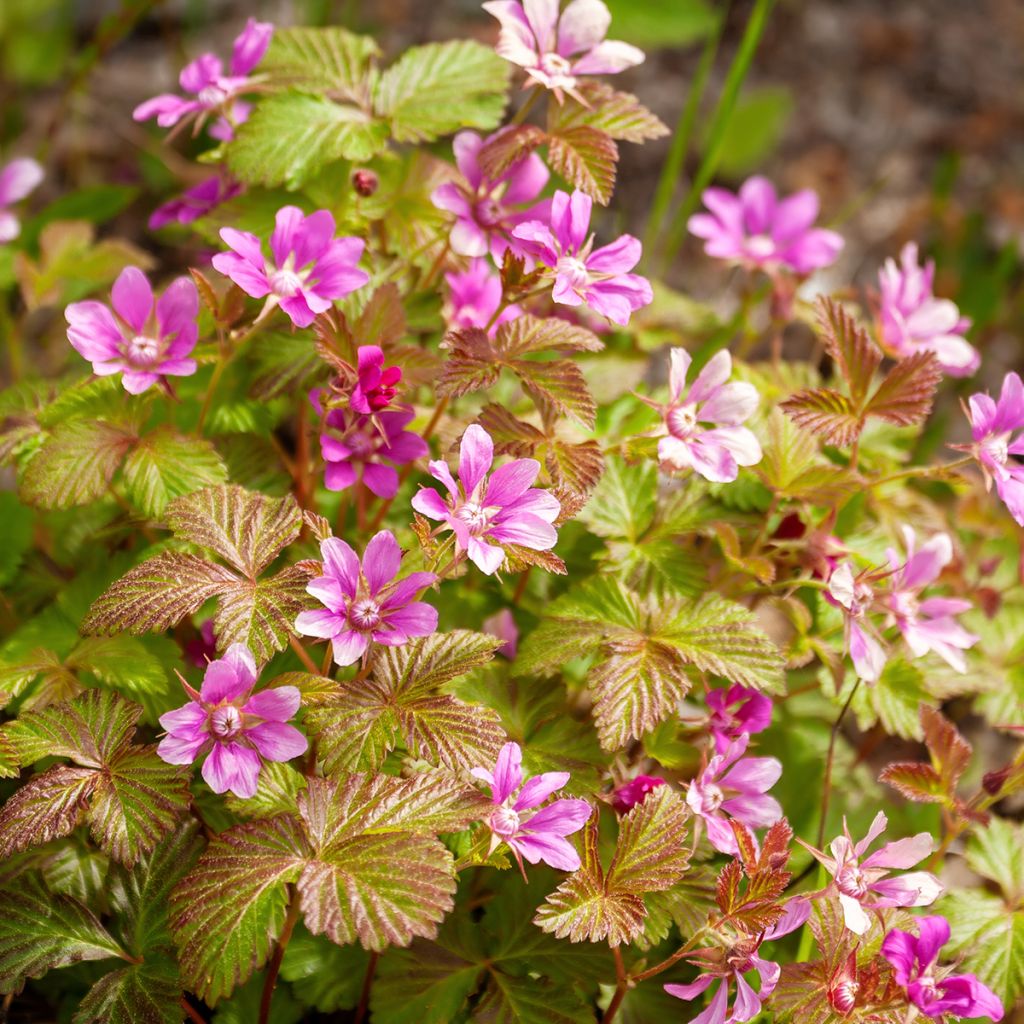 Rubus arcticus Beata