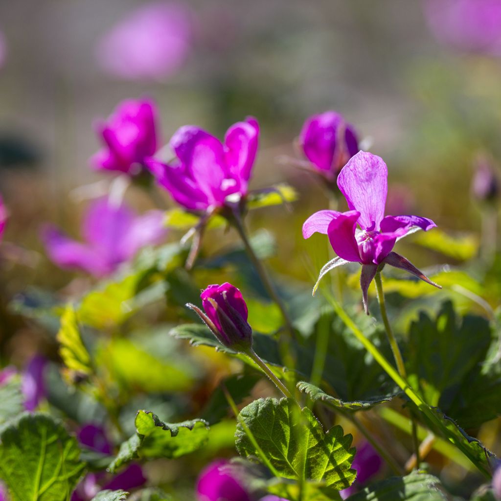 Rubus arcticus Beata