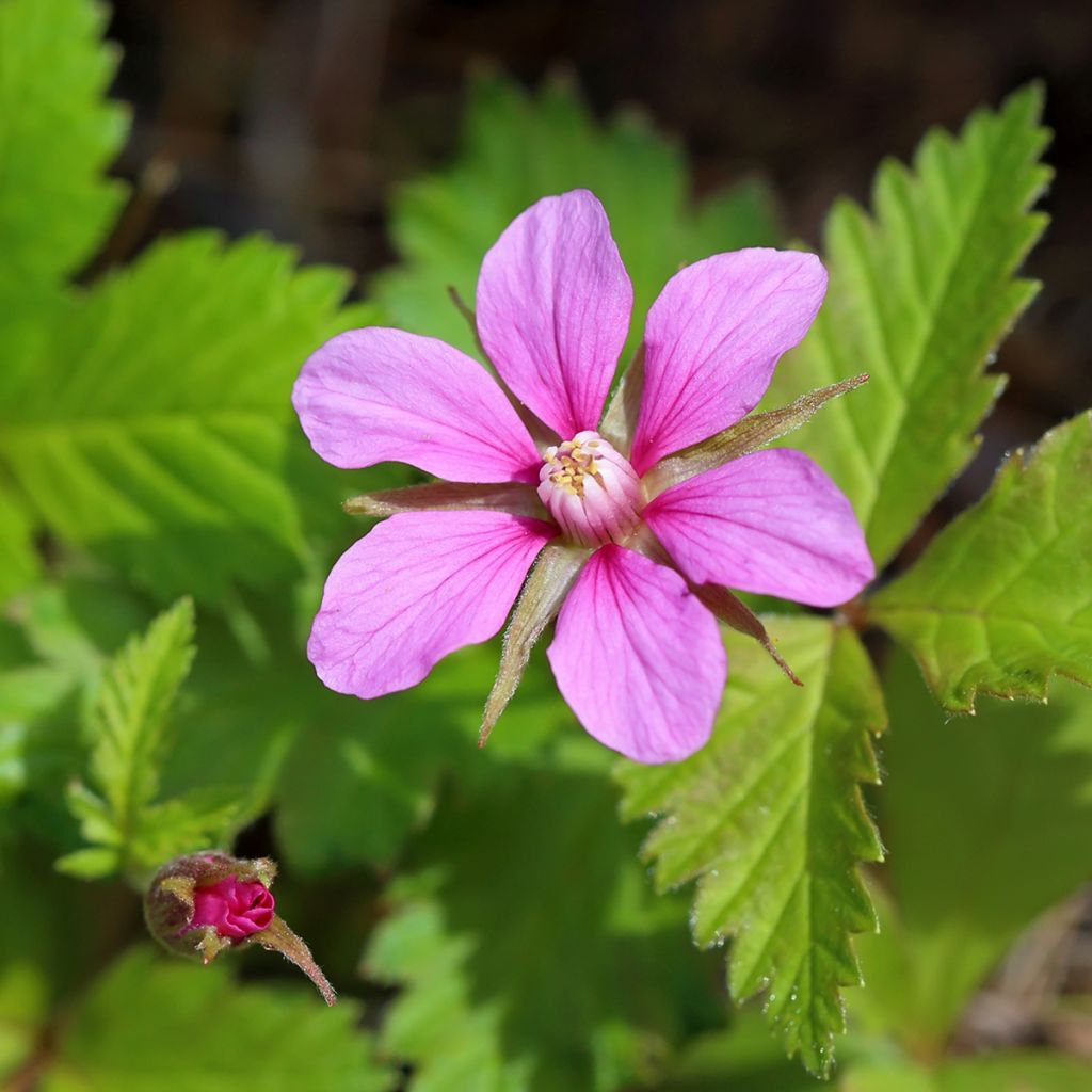 Rubus arcticus Beata