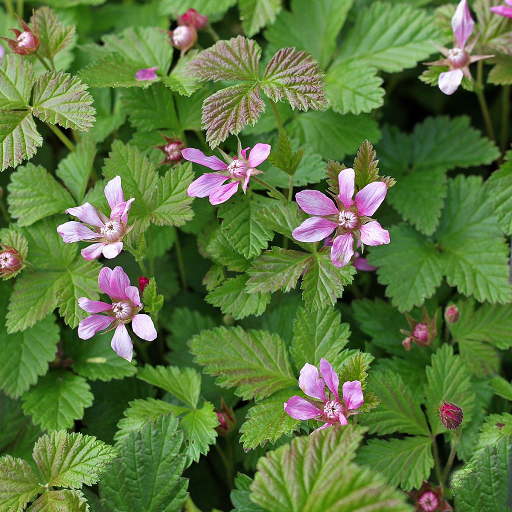 Rubus arcticus Beata