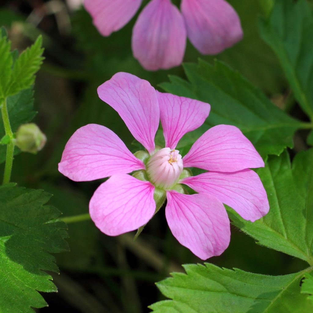 Rubus arcticus Beata