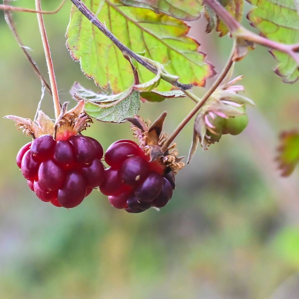Rubus arcticus Beata
