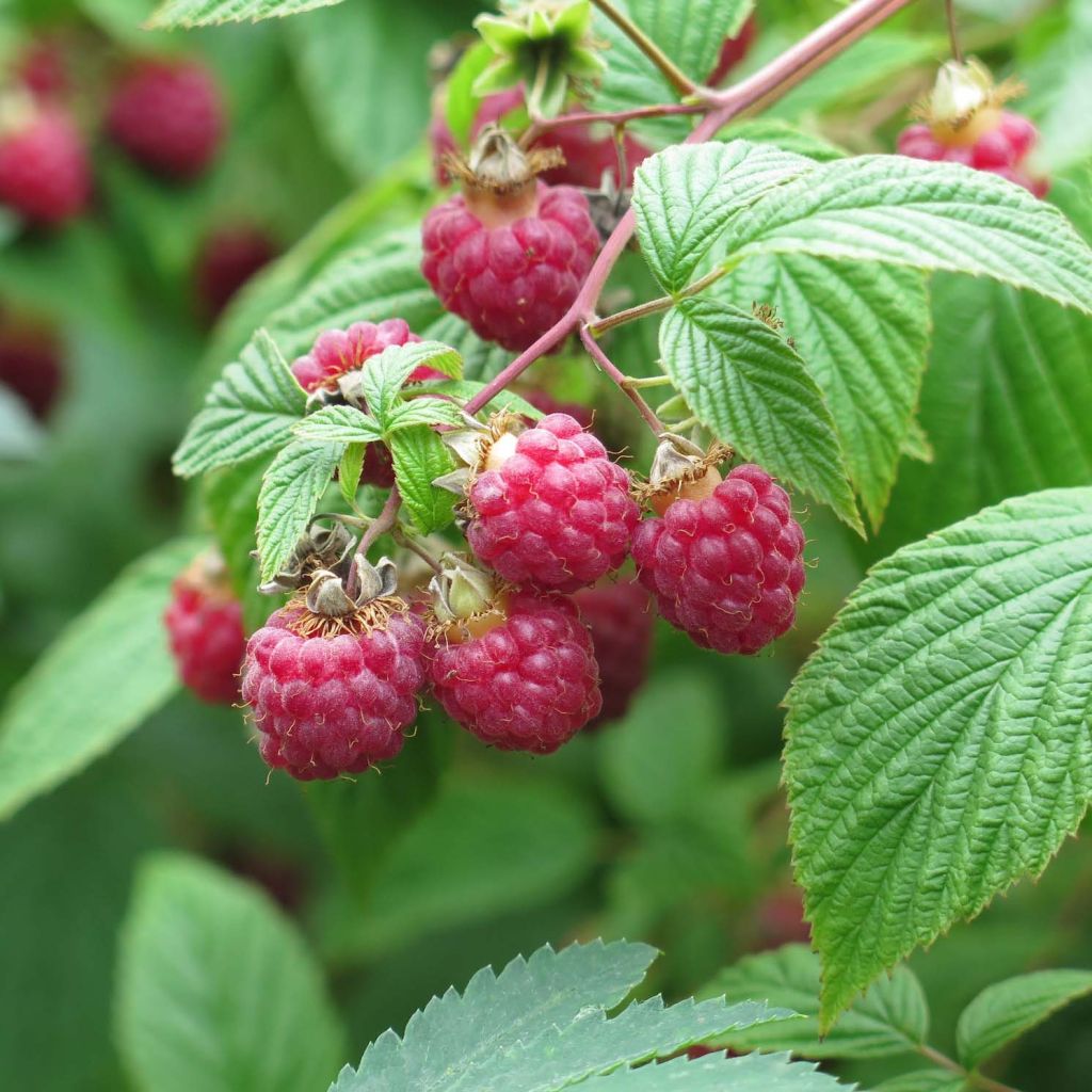 Framboisier Rustica - Rubus idaeus