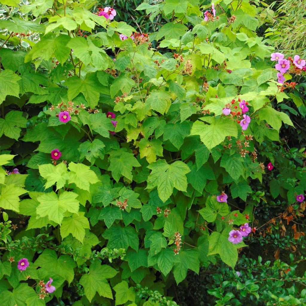 Rubus odoratus