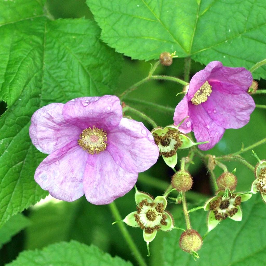 Rubus odoratus