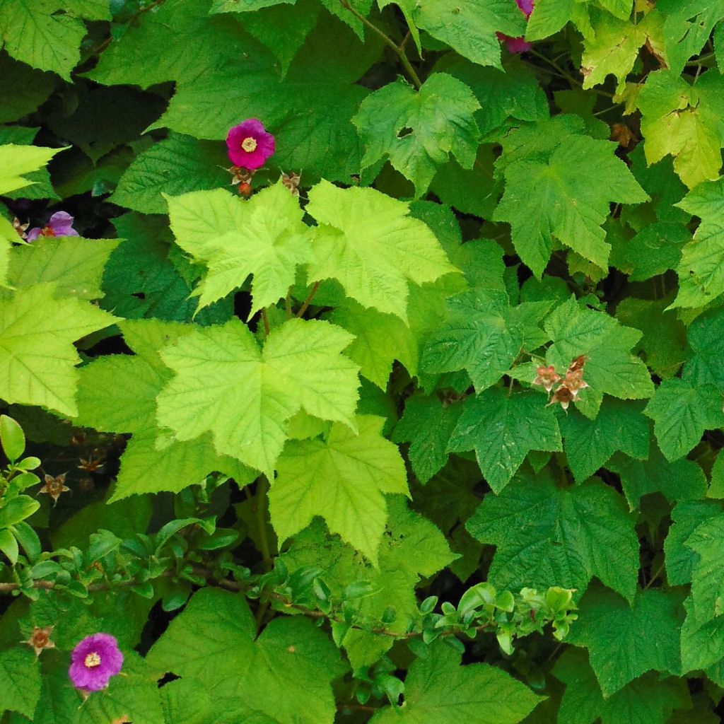 Rubus odoratus