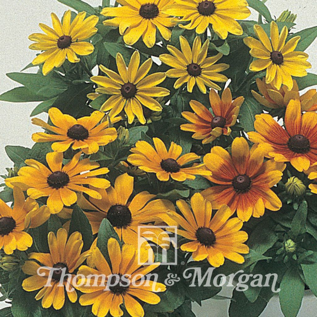 Rudbeckia Hirta Becky Mixed 