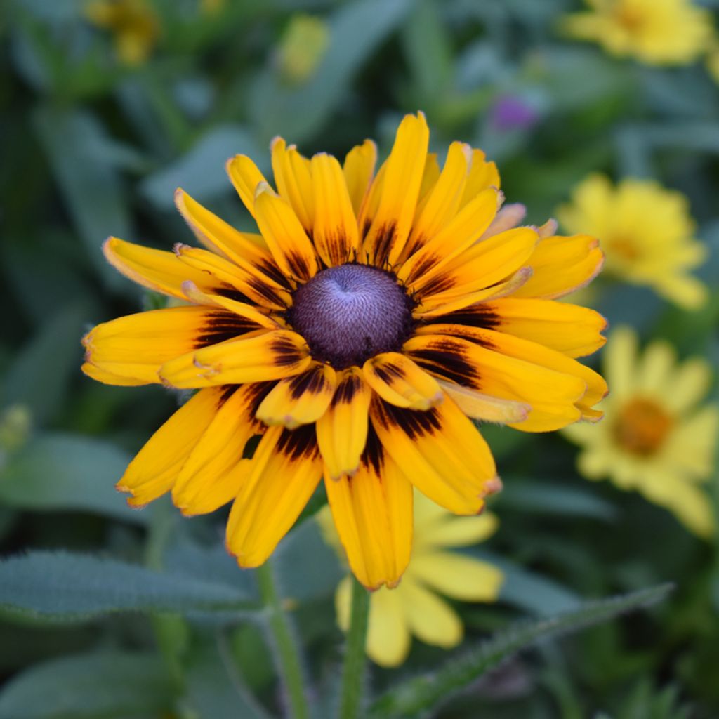 Rudbeckia Giggling SmileyZ - Echinacée hybride