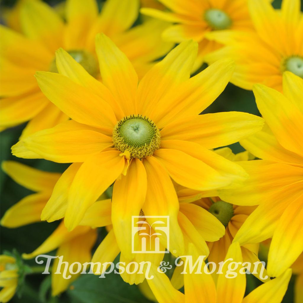 Rudbeckia Hirta Prairie Sun 