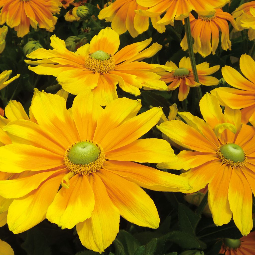 Rudbeckia hirta Prairie Sun