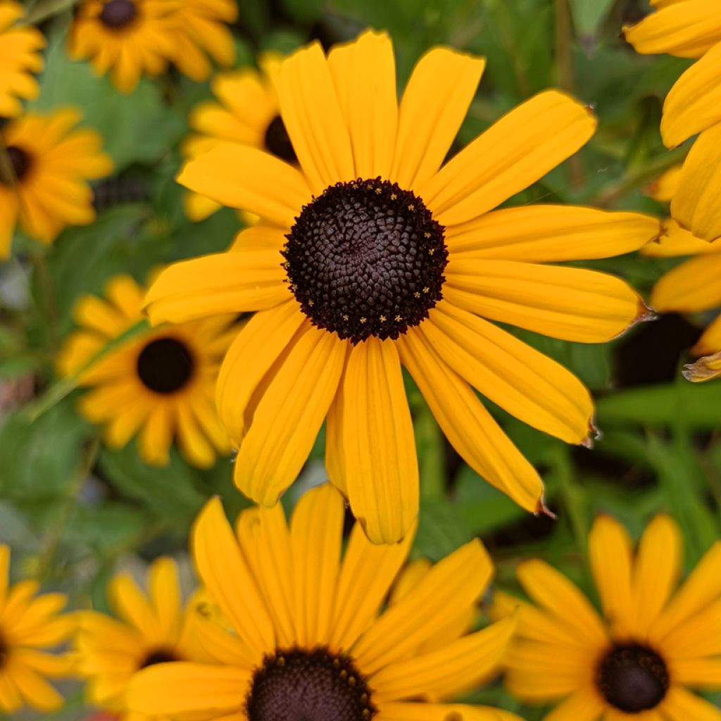 Rudbeckia fulgida Early Bird Gold