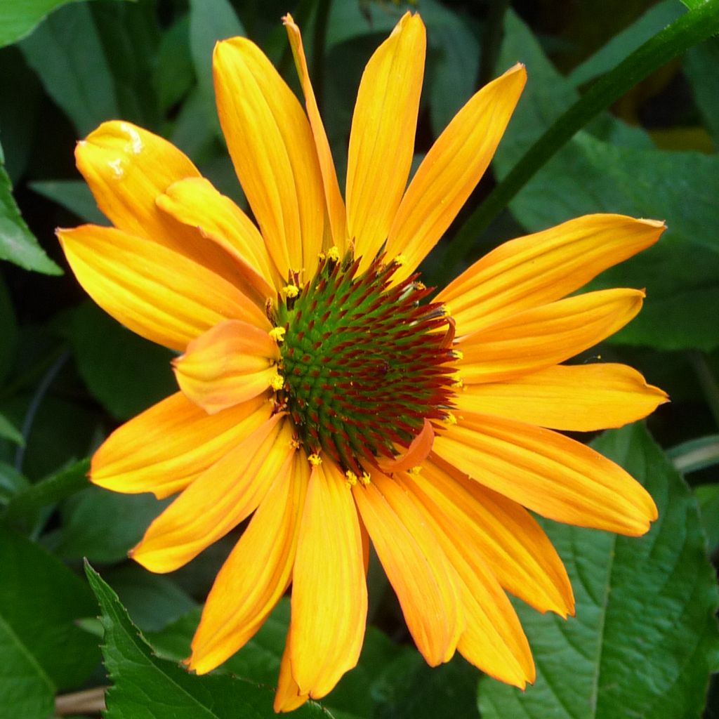 Rudbeckia ou Echinacea Tiki Torch - Rudbeckia pourpre