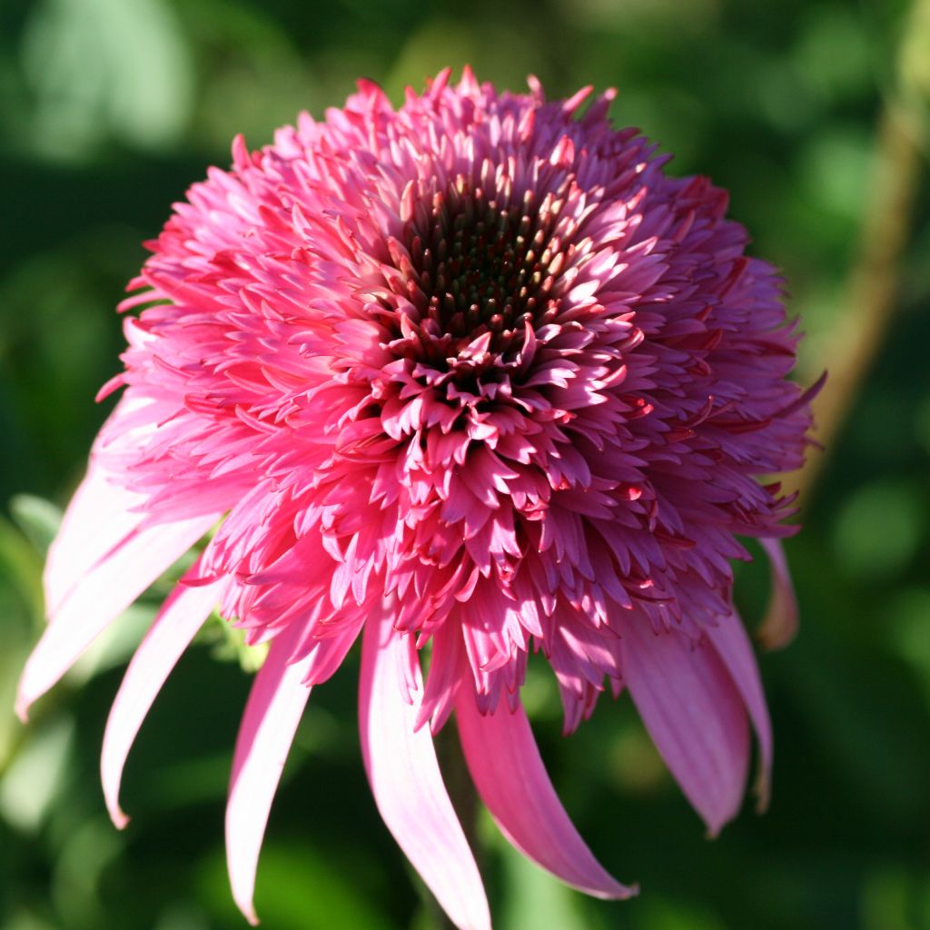 Rudbeckia ou Echinacea purpurea Razzmatazz - Rudbeckia pourpre