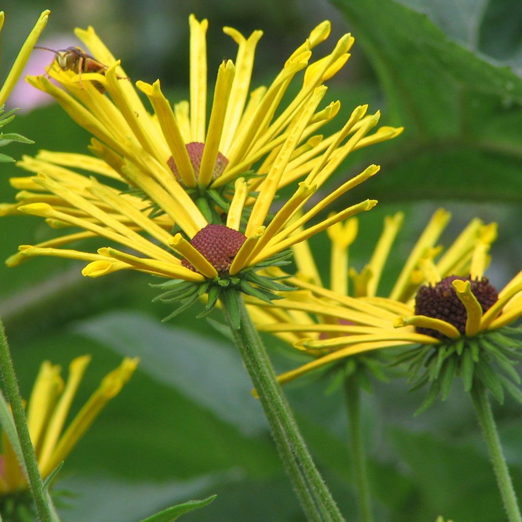 Rudbeckia subtomentosa Henry Eilers - Rudbeckie