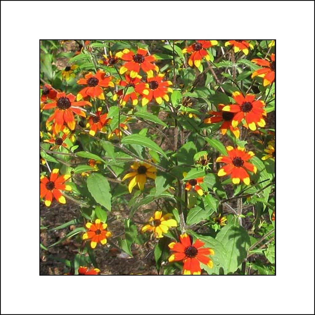 Rudbeckia triloba Prairie Glow