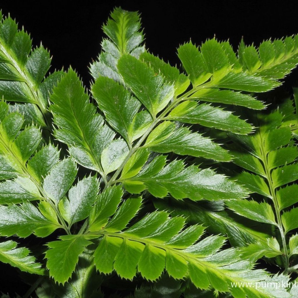 Rumohra adiantiformis Variegata - Fougère des fleuristes panachée