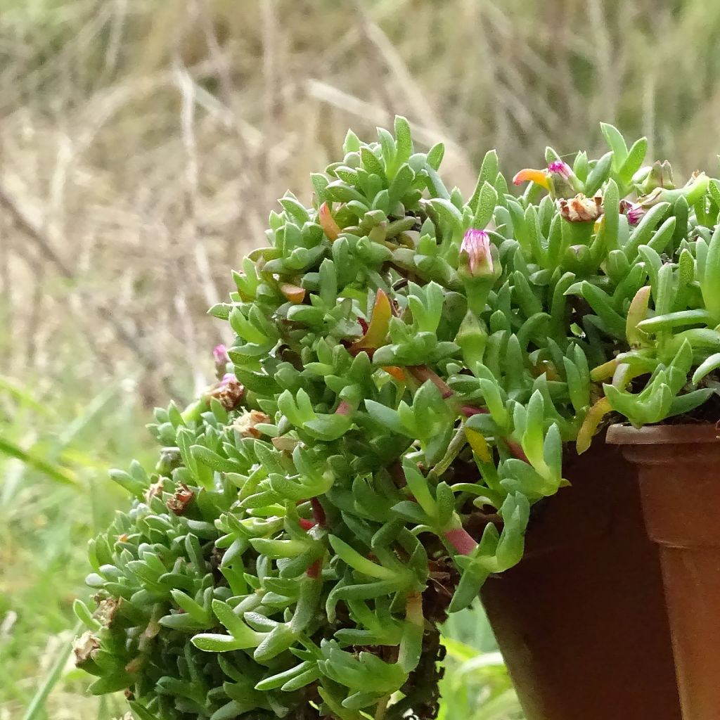 Ruschia prostrata - Antimima prostrée