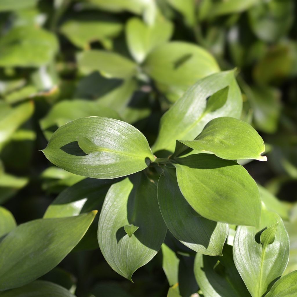 Ruscus hypoglossum - Fragon à langues