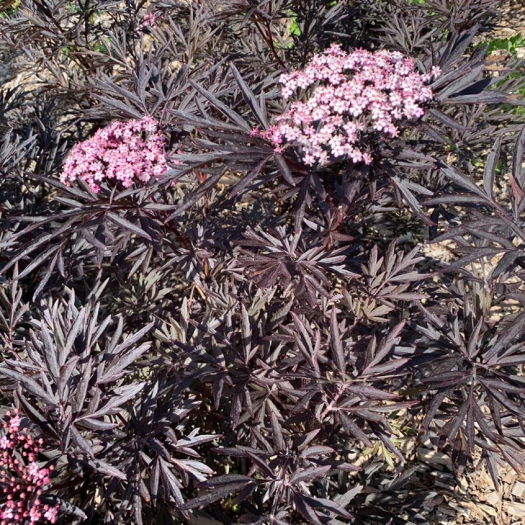 Sambucus nigra Cherry Lace - Black Elder