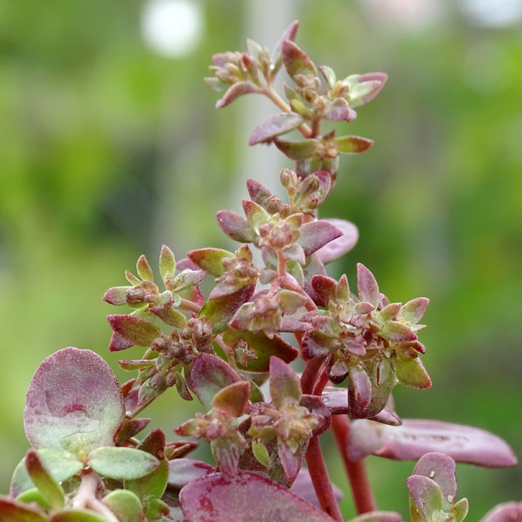 Sedum Sunsparkler Firecracker - Orpin 