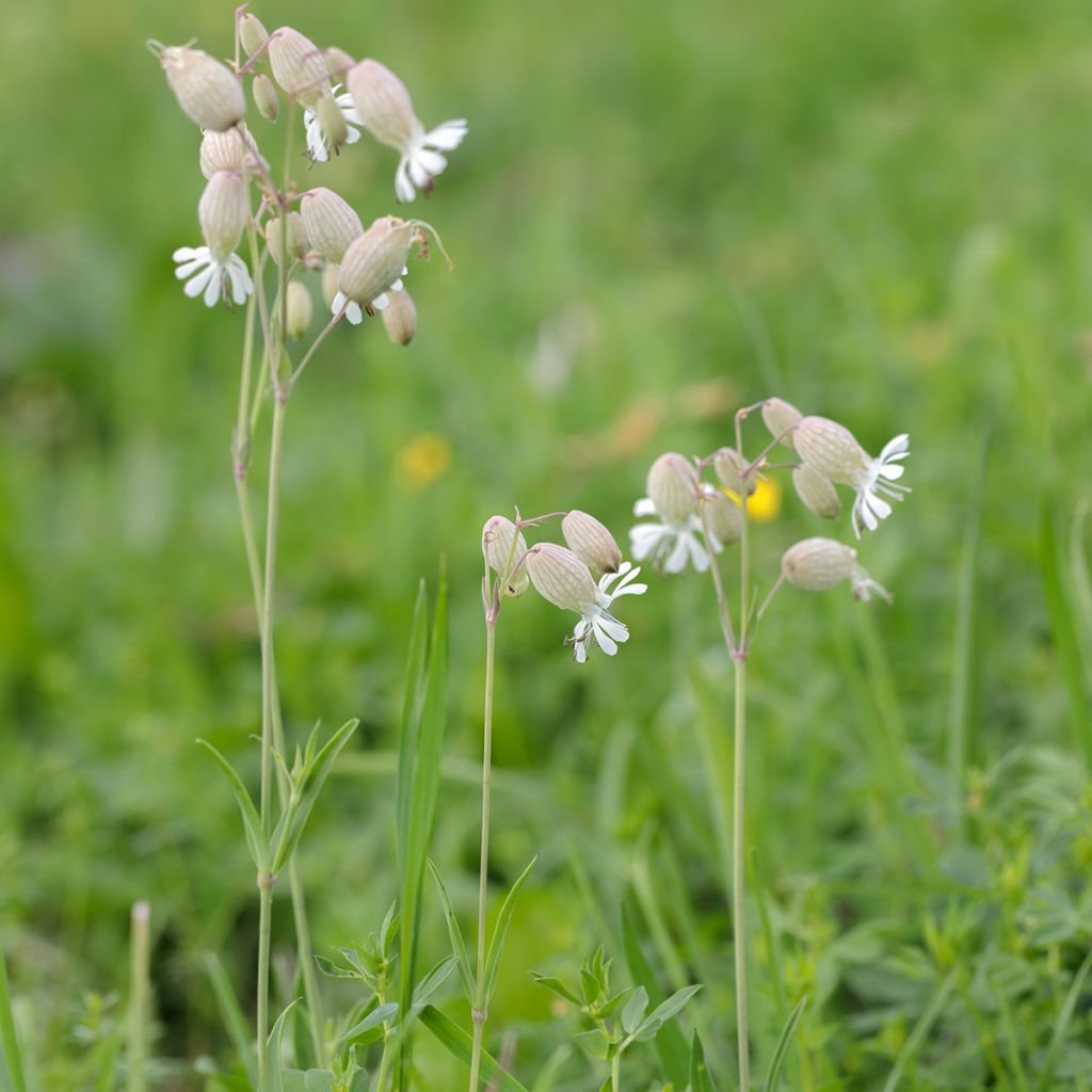 Silene vulgaris