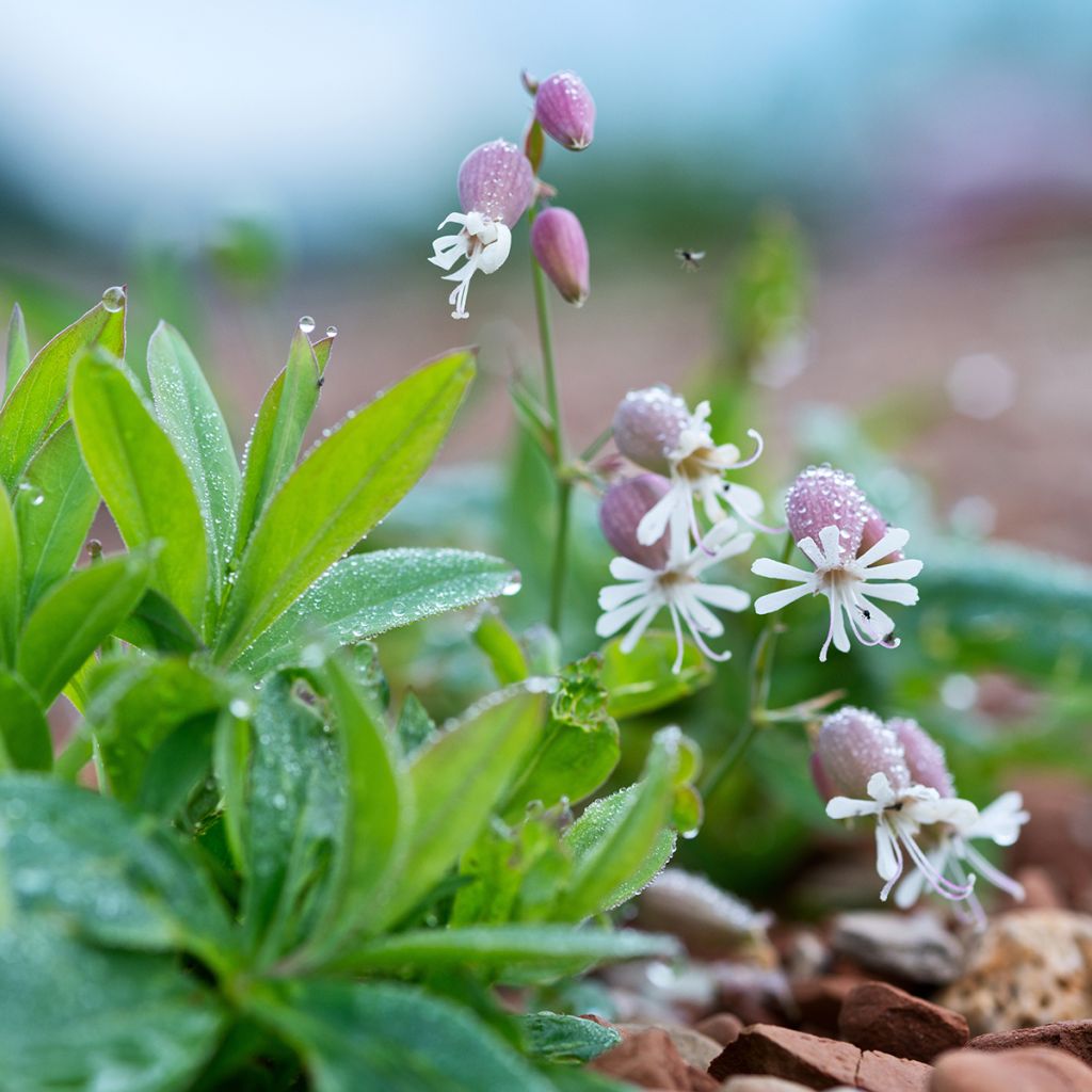 Silene vulgaris