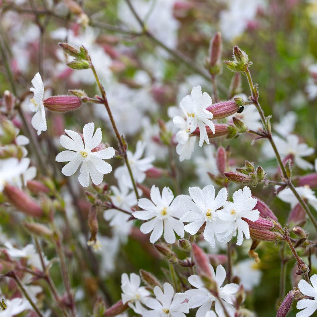 Silene vulgaris