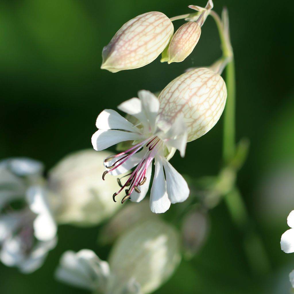 Silene vulgaris