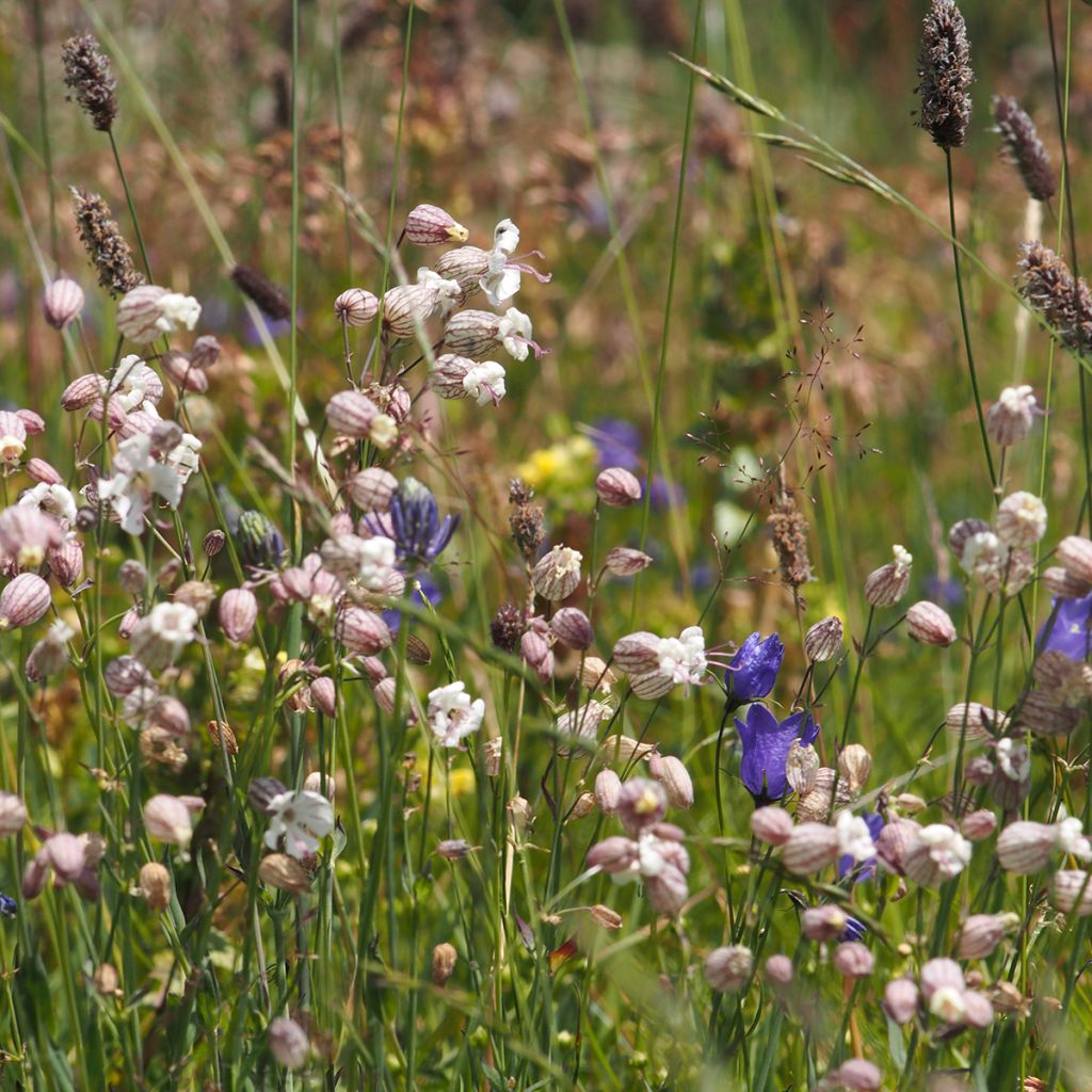 Silene vulgaris