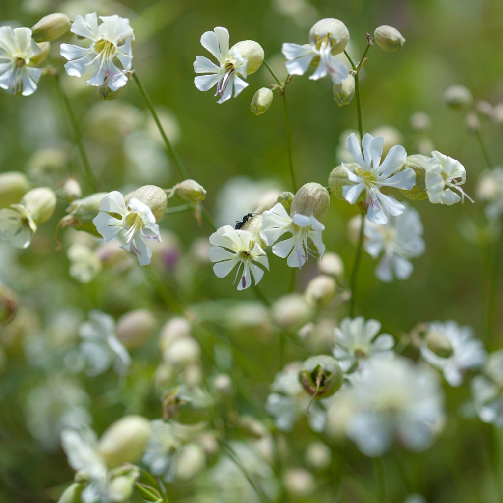 Silene vulgaris