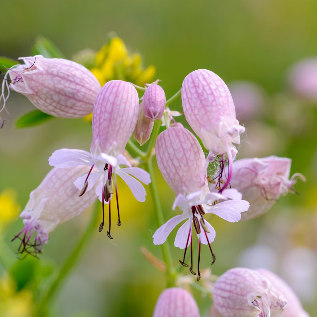 Silene vulgaris