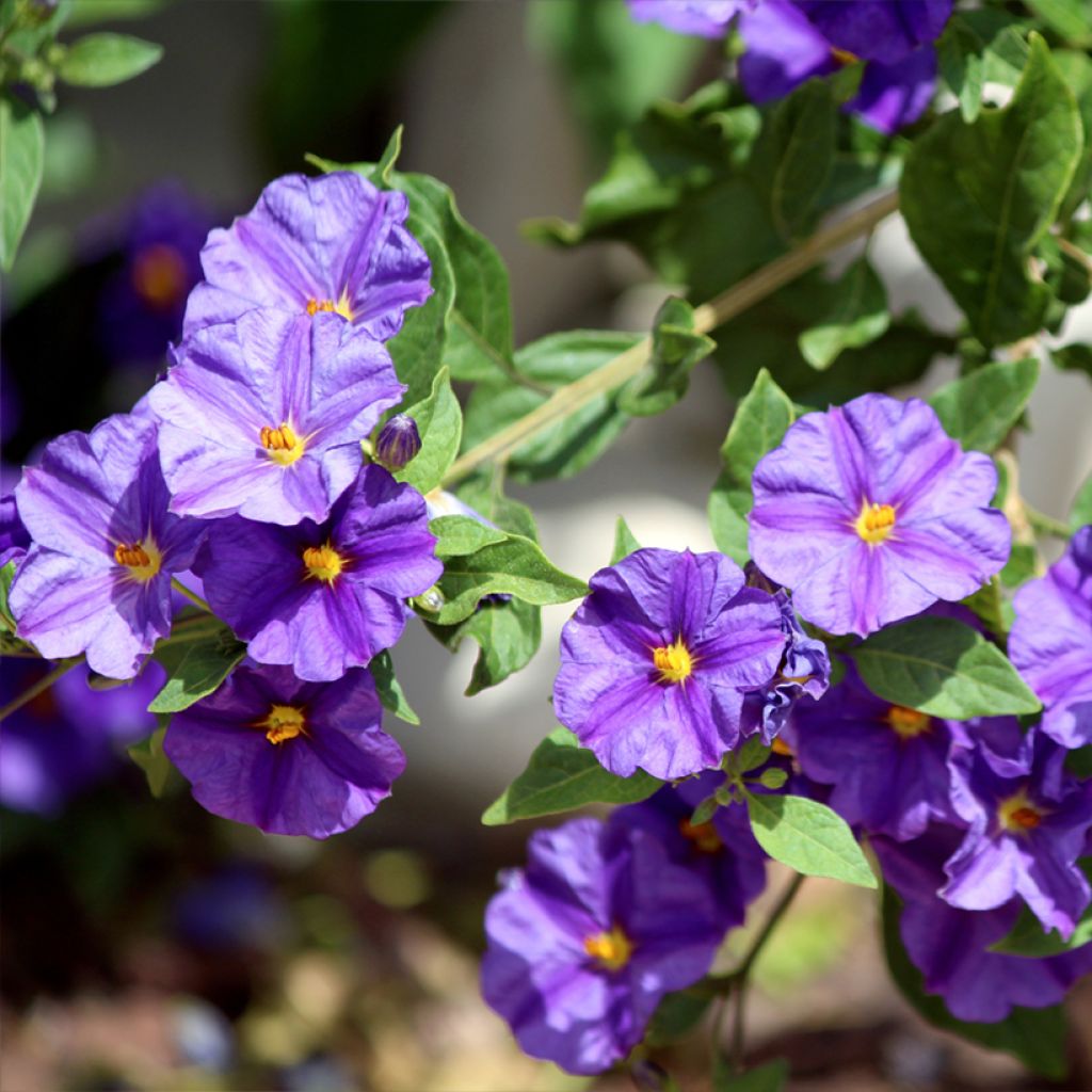 Solanum rantonetti