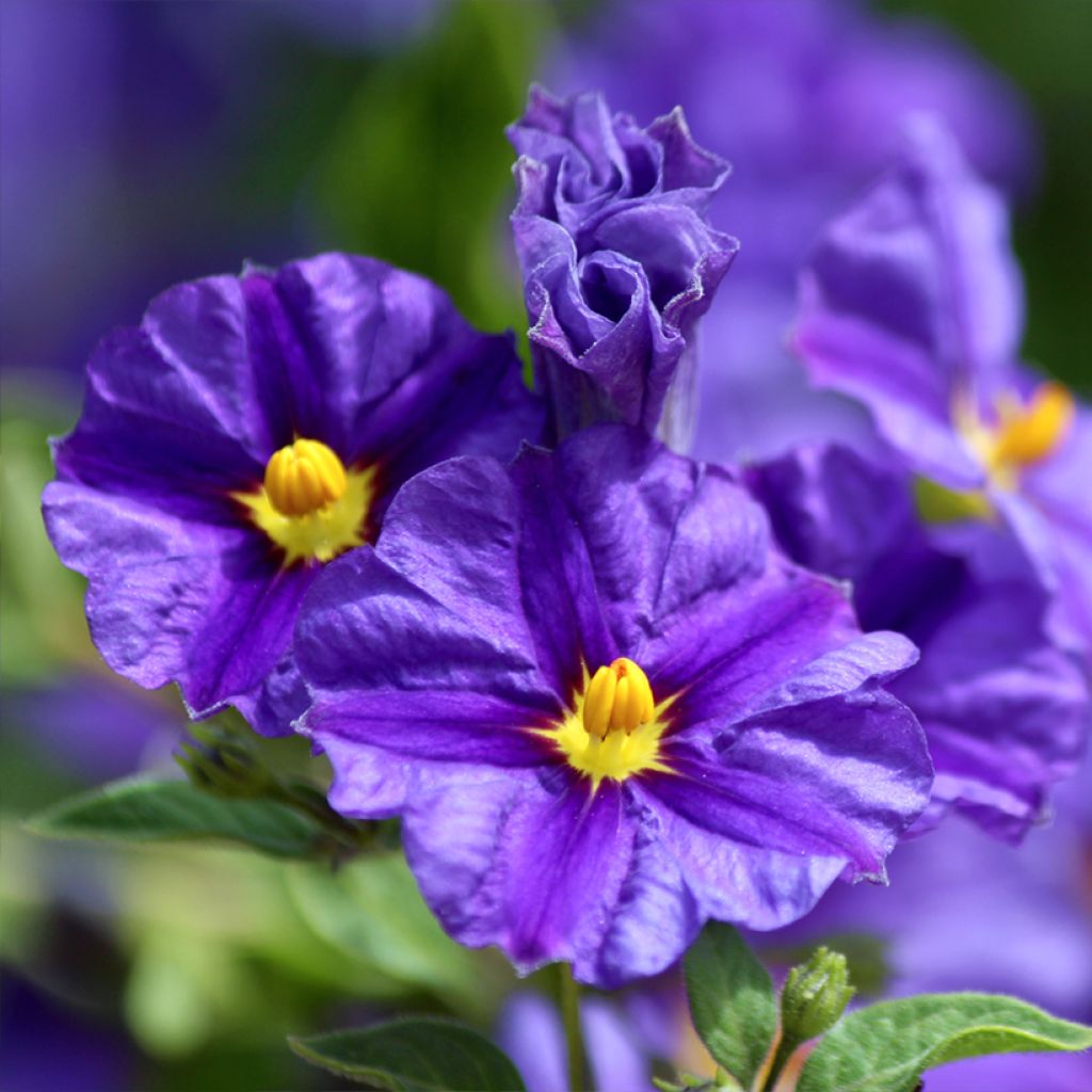 Solanum rantonetti