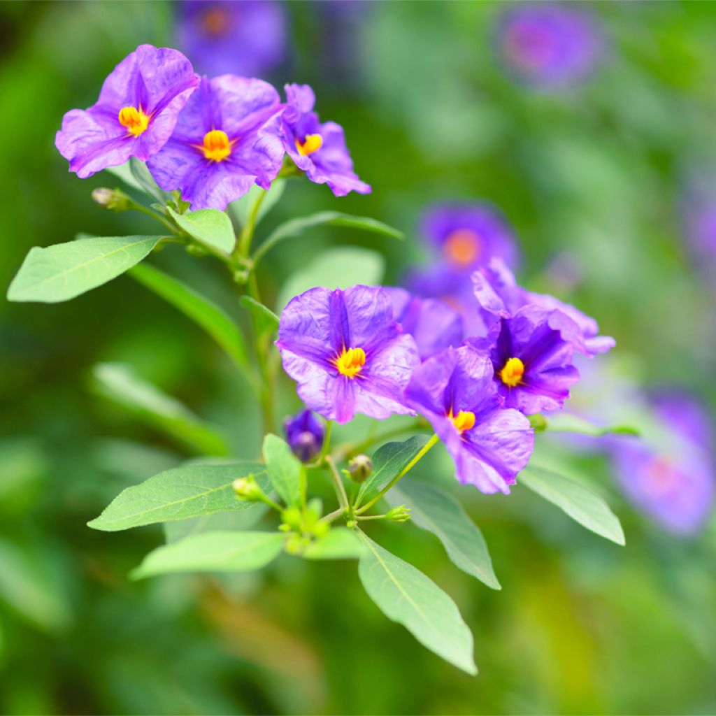 Solanum rantonetti