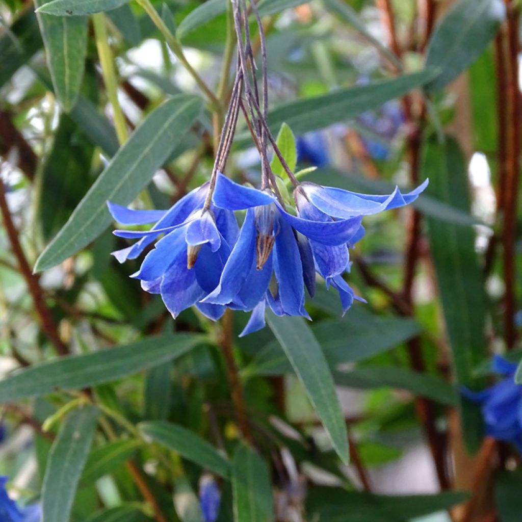 Sollya heterophylla Ultra Blue