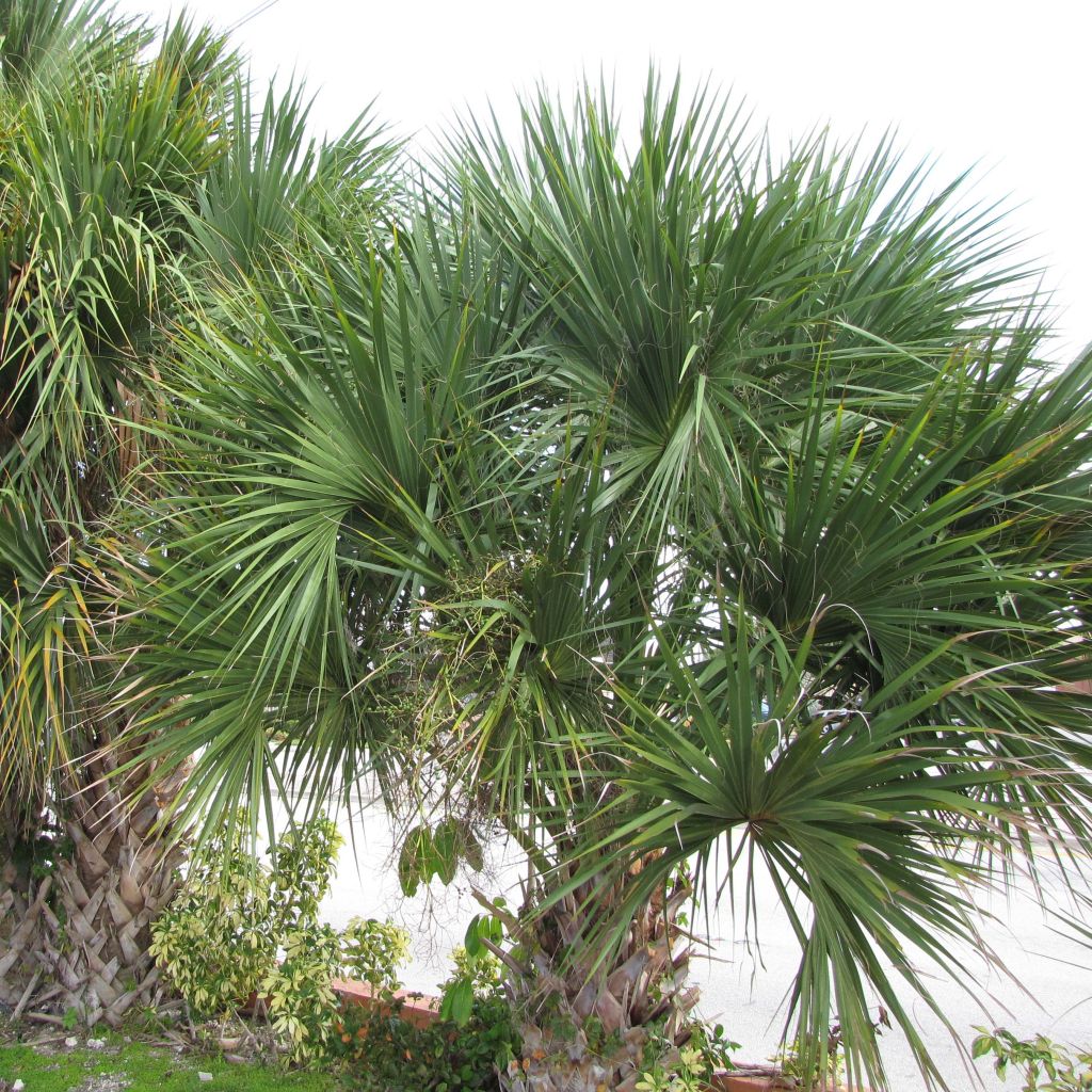 Sabal palmetto - Palmier chou