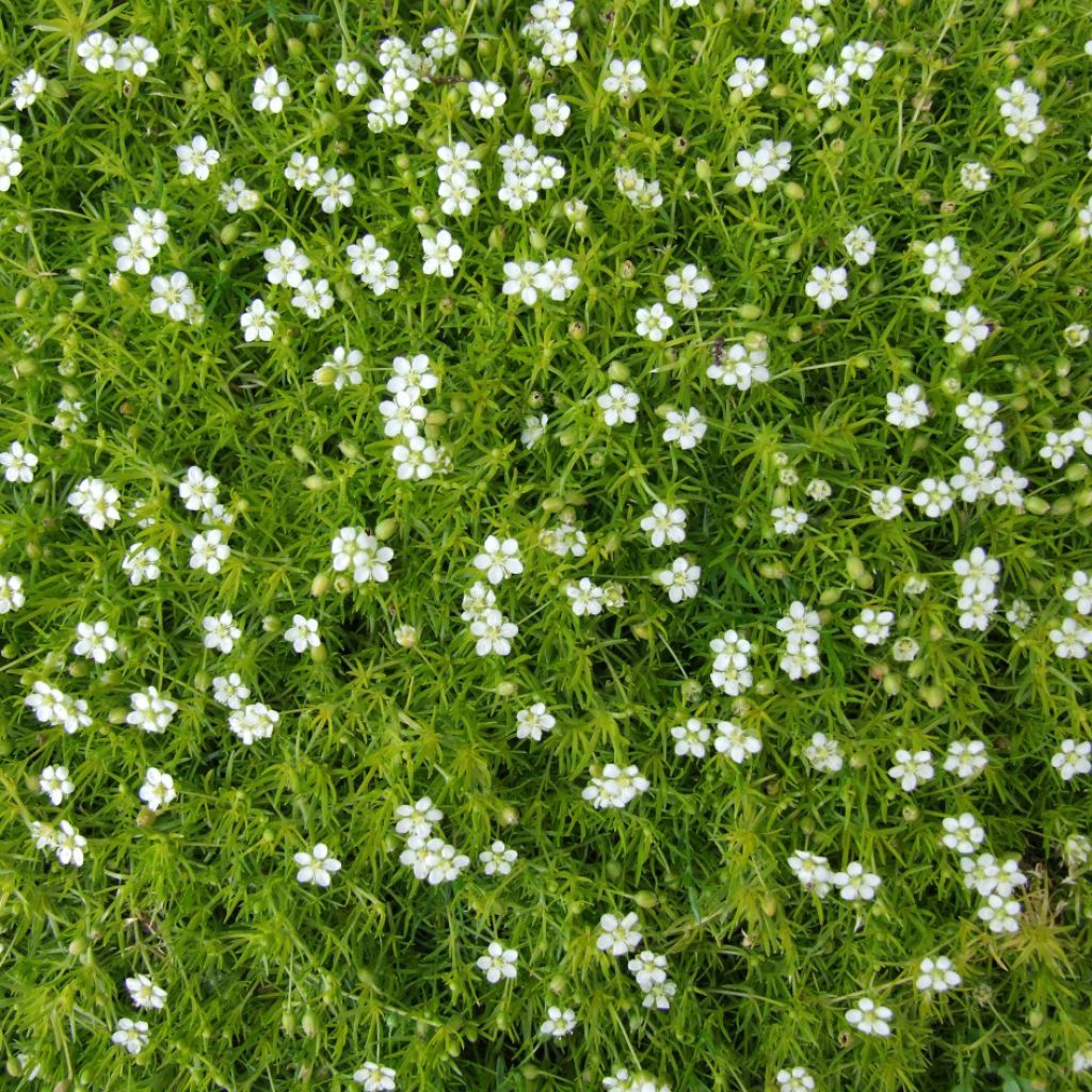 Sagina subulata - Sagine subulée