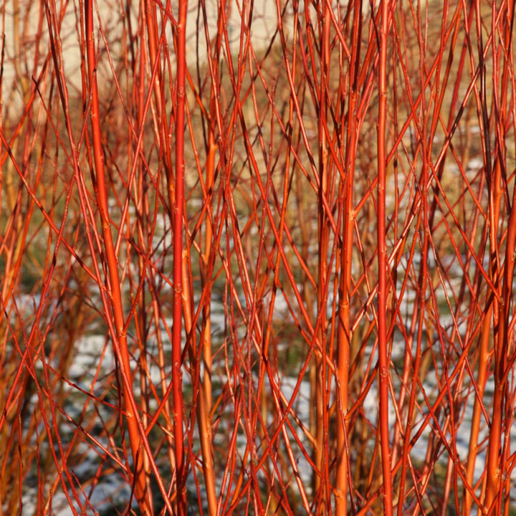 Salix alba Flame - White Willow