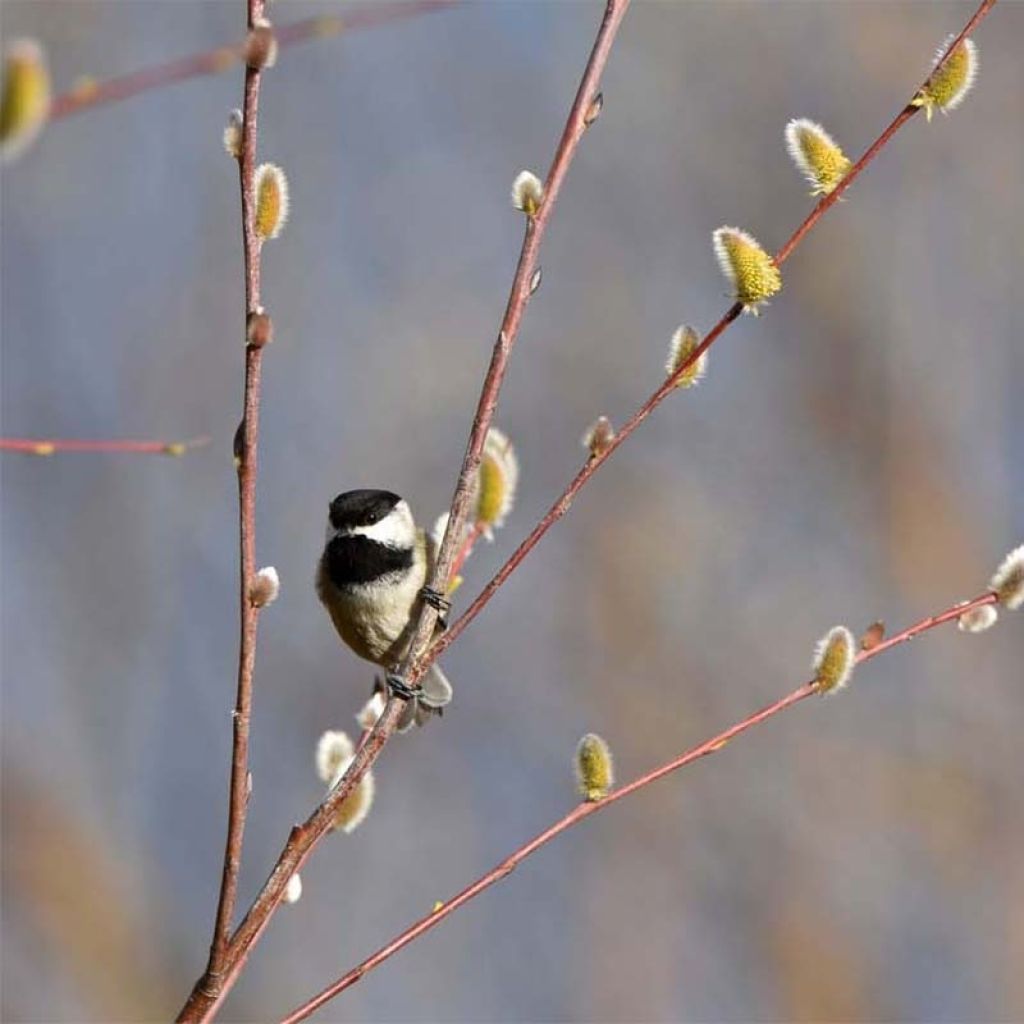 Salix acutifolia Blue Streak