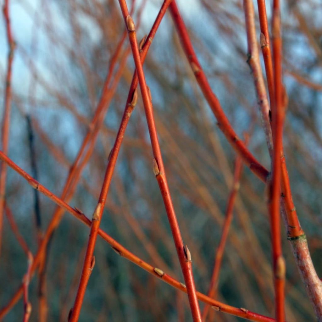 Salix alba Chermesina - Saule blanc - Osier rouge