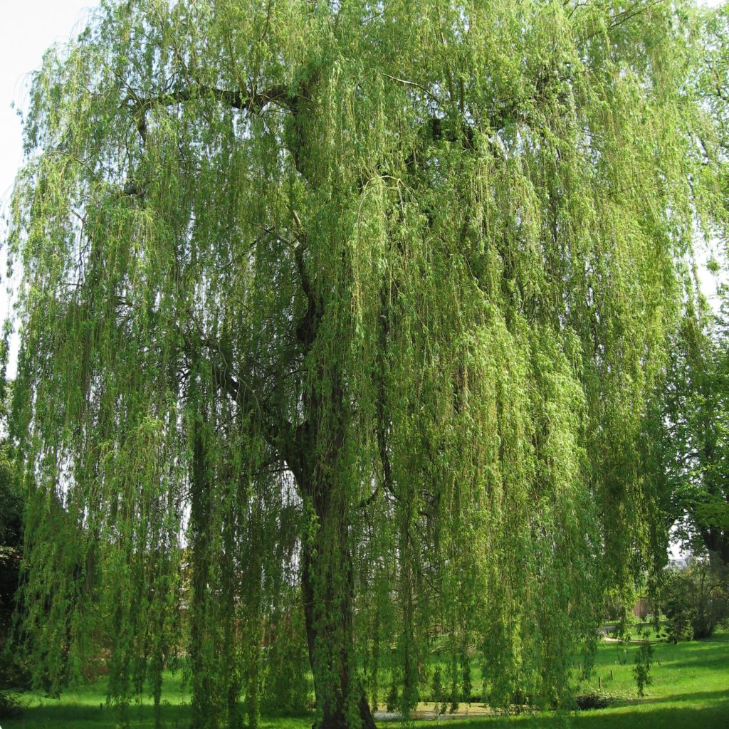 Salix  alba (sepulcralis) Tristis